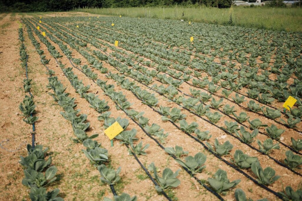 Réseau d'irrigation goutte-à-goutte installé par COGIT NAFA