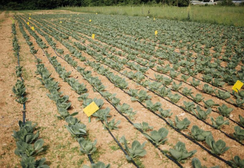 Maraîchage irrigué au goutte-à-goutte au Burkina Faso, COGIT NAFA