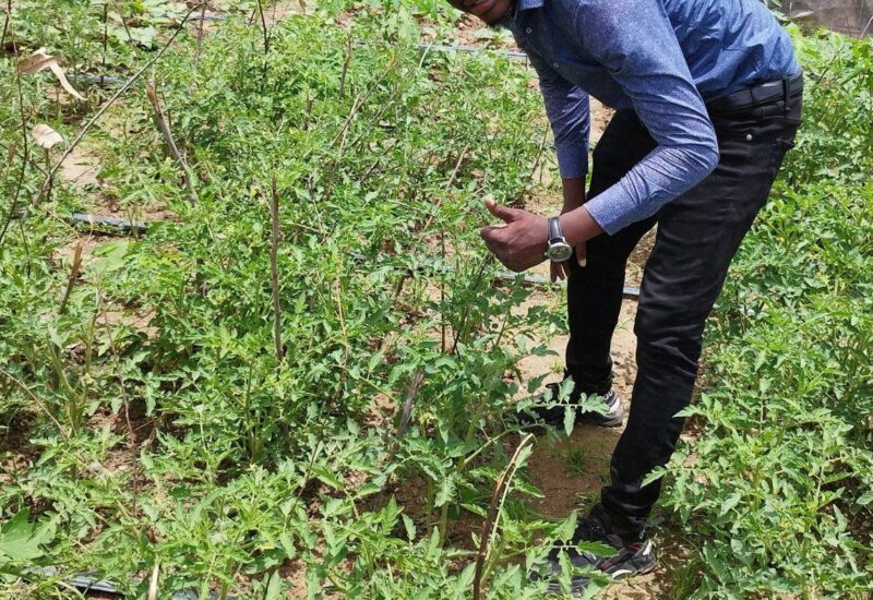 Réseau d'irrigation goutte-à-goutte sur parcelle maraîchère, COGIT NAFA