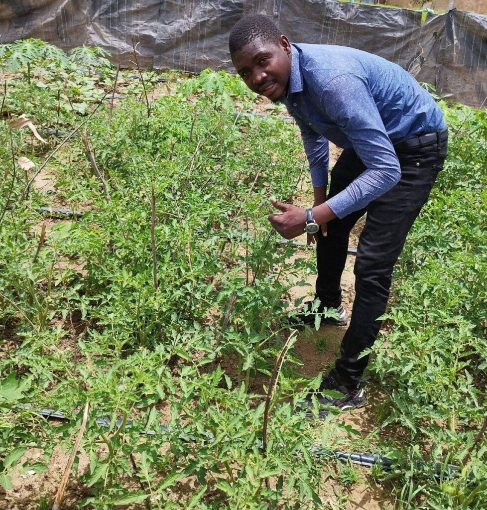 Maraîchage de tomates irrigué au goutte-à-goutte au Burkina Faso, COGIT NAFA